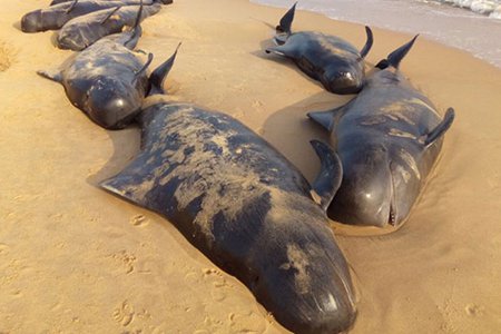 Beached Whales in Tamil Nadu