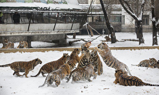 china tiger park