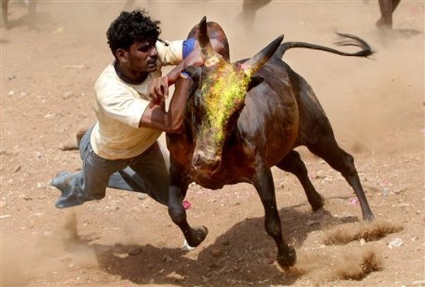 Jallikattu