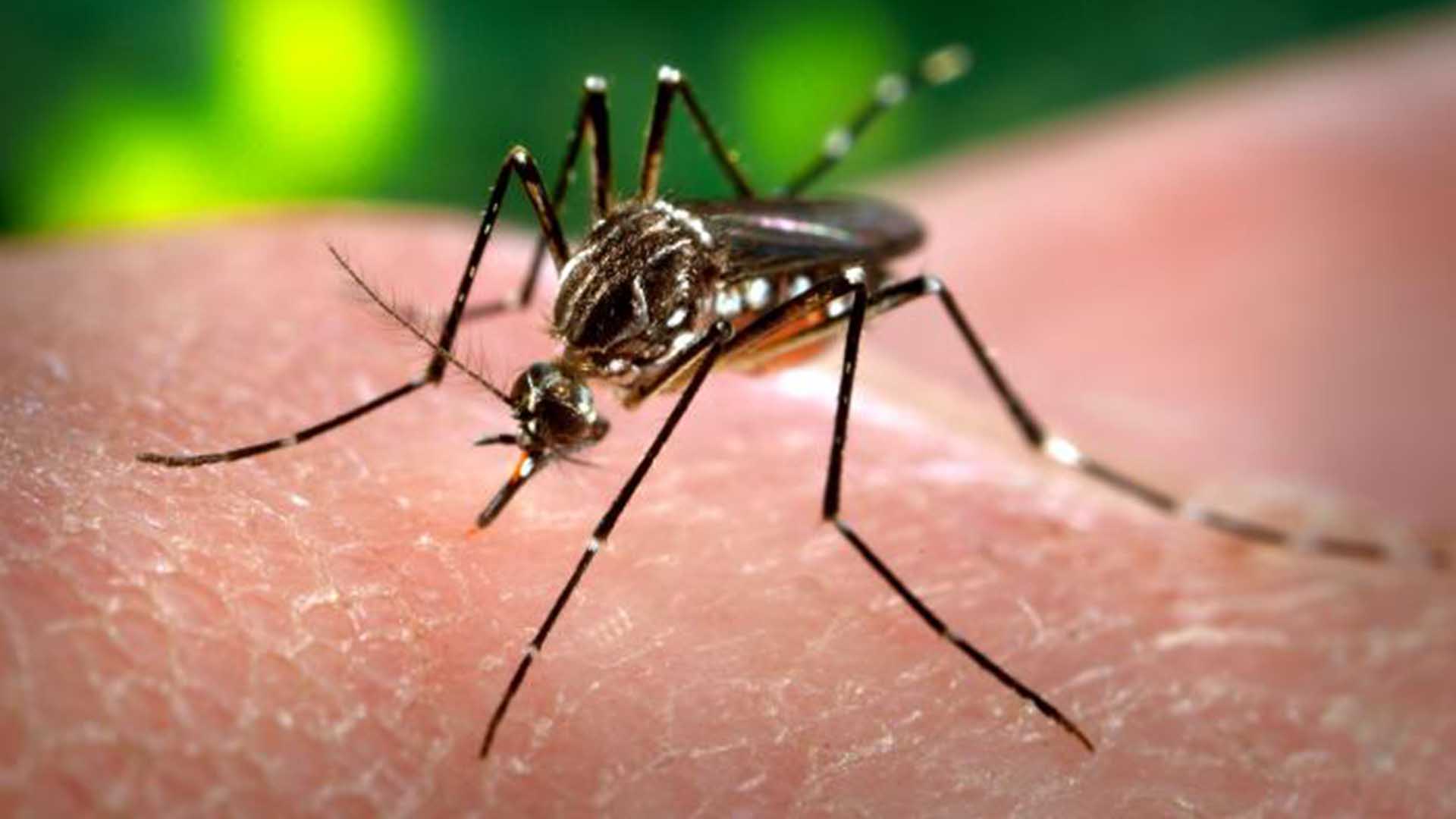 ZIKA-CLOSE-UP