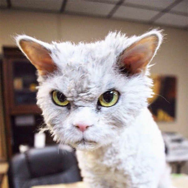 Say Whaaat?