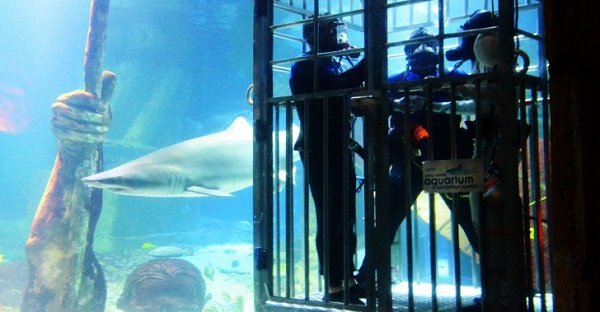 Under water wedding with sharks