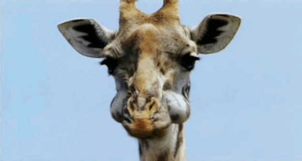 Giraffe gobbles