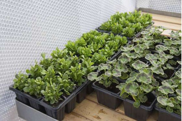 Protect Plants from Winter Frost