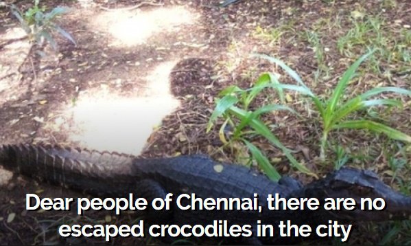 Crocs in Chennai