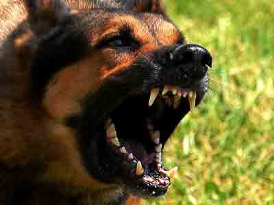 The blood hungry dog