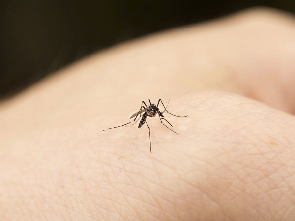 Mosquito repellent