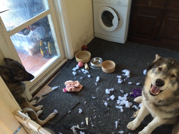 Guilty dogs messed with trash