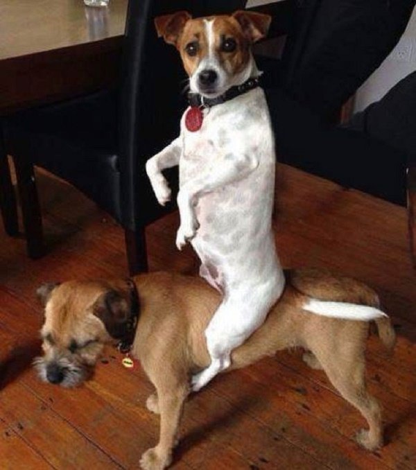 Guilty dogs piggyback ride!
