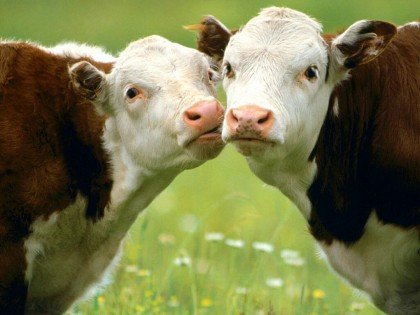 Moo.. and we are friends