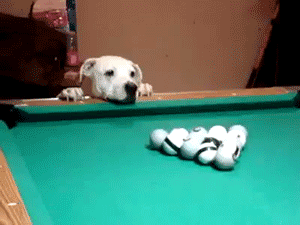 dog-playing-pool