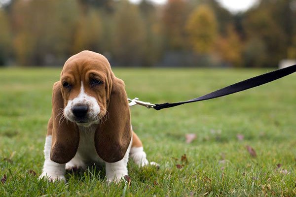 Basset Hound