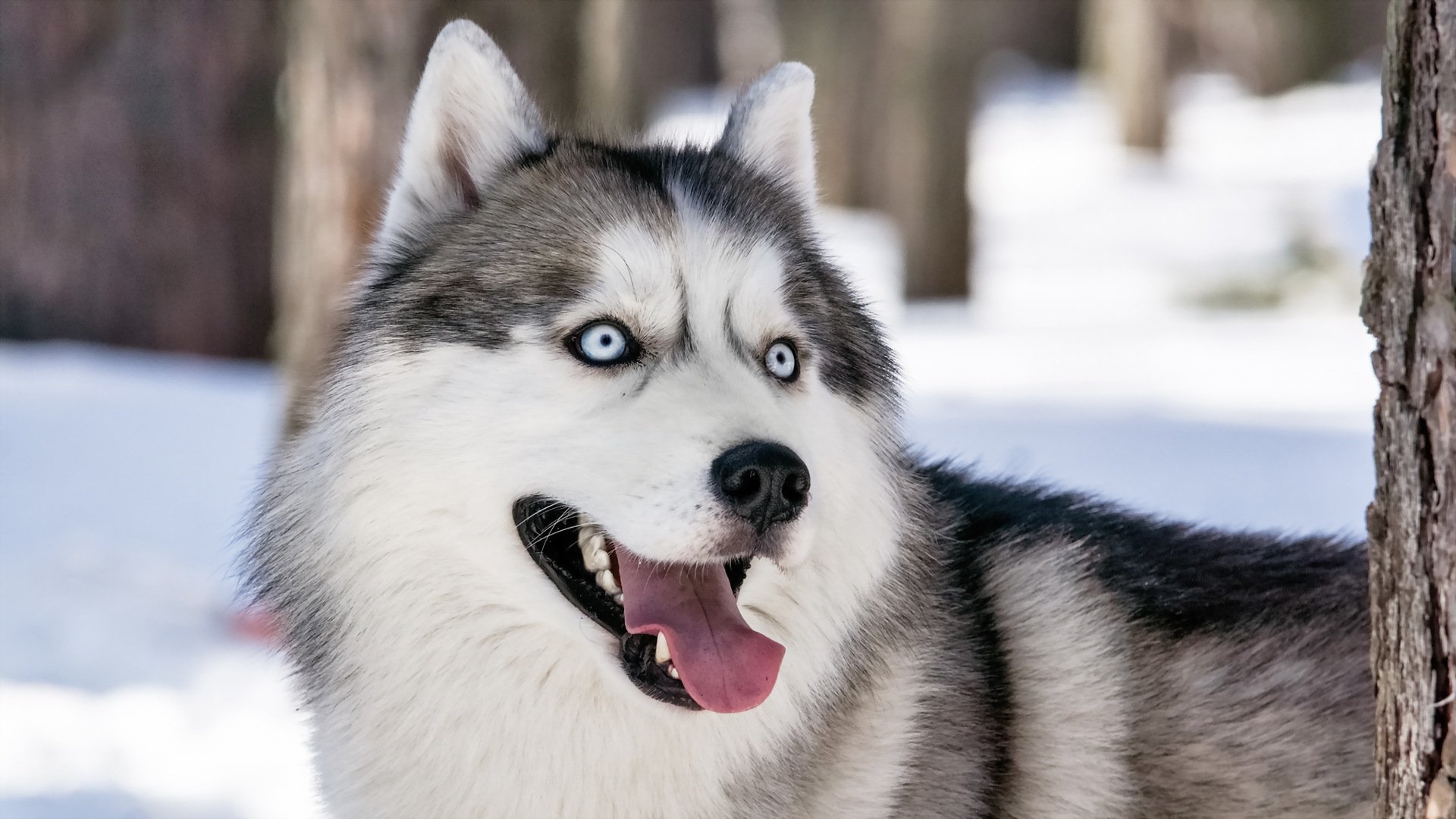 Siberian Husky