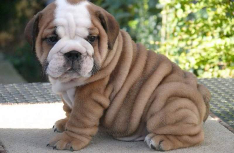 Bulldog