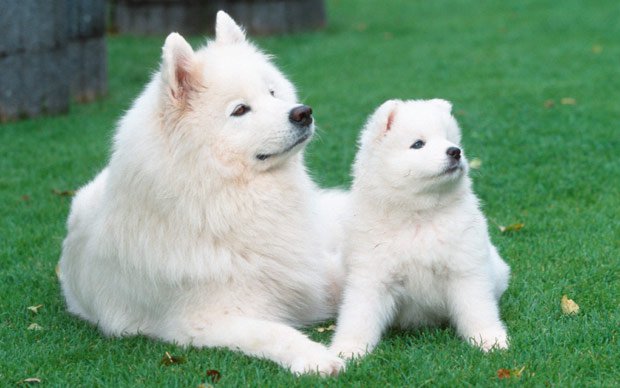 Samoyed