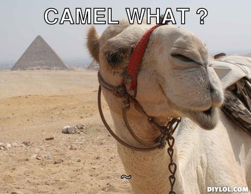 Camel What ??