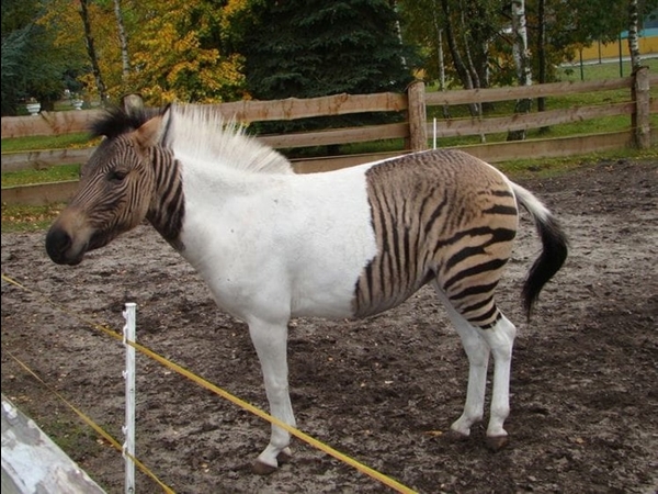 10 Absolutely Incredible Animal Hybrids That You Won't Believe Exist