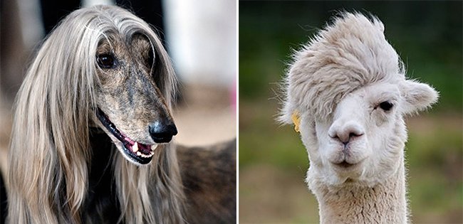 7 Funny Looking Animals And Their Hairstyles