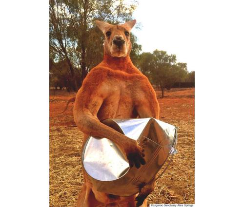 Red Kangaroo Buff Rat Kangaroo | Diet, Habitat, & Facts | Britannica