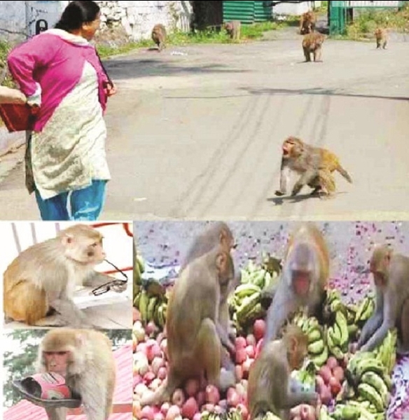 Ingenious How This Andhra Village Used Stuffed Toys To Get Rid Of Monkey  Menace